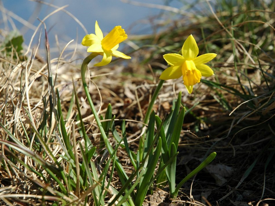 Narcissus pseudonarcissus